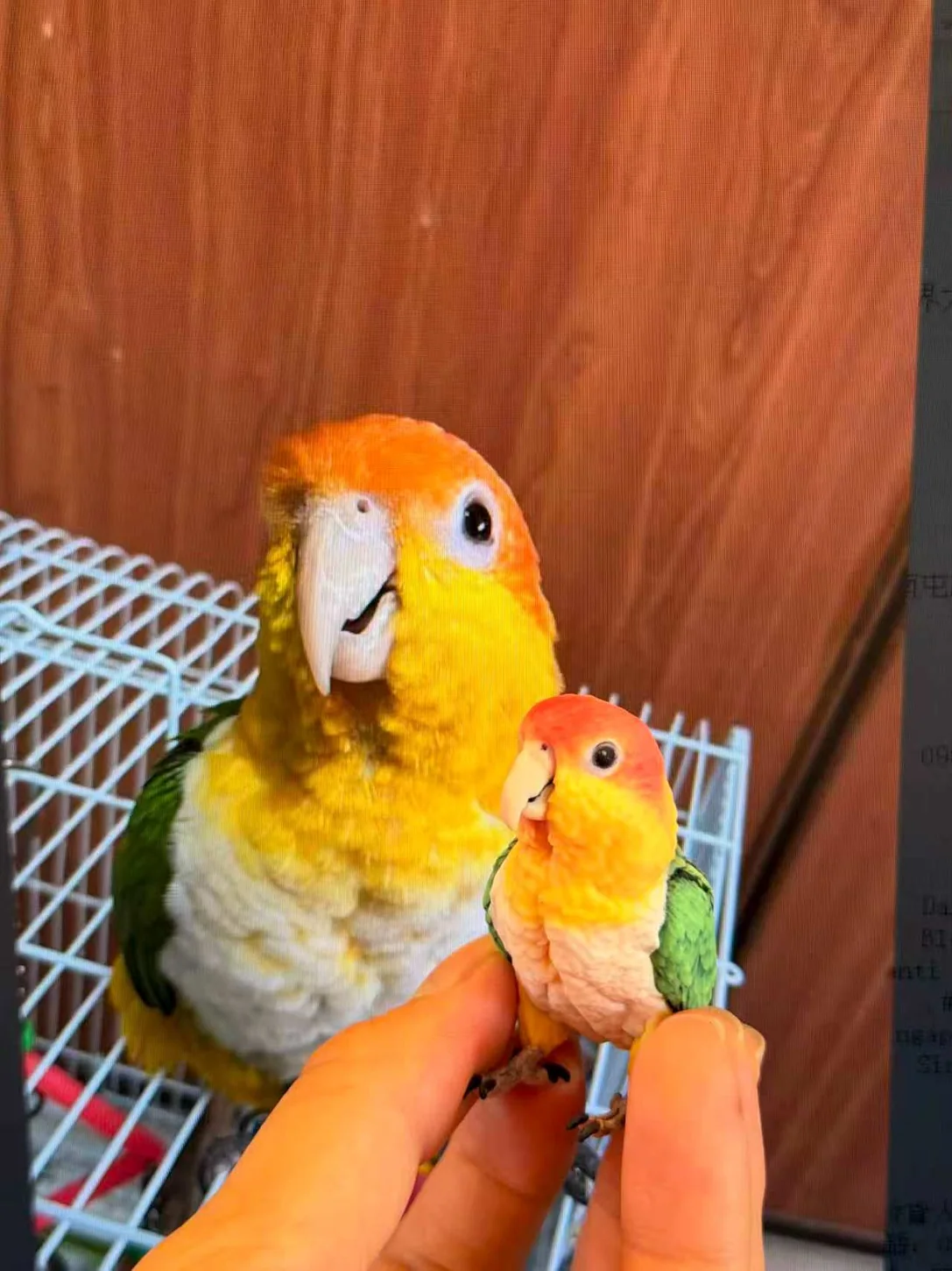 Handheld orange and green parrot figurine in front of its reference photo